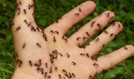 Spécialiste pour la désinsectisation de fourmis dans des maisons à Pointe-à-Pitre