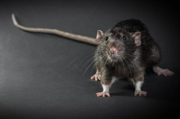 Traitement rapide et efficace contre les rats par entreprise de dératisation à Nantes