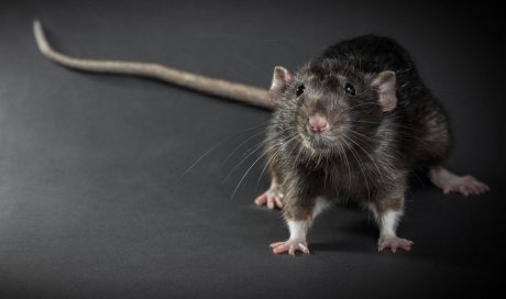 Entreprise pour intervention d’urgence après invasion de rats Nantes