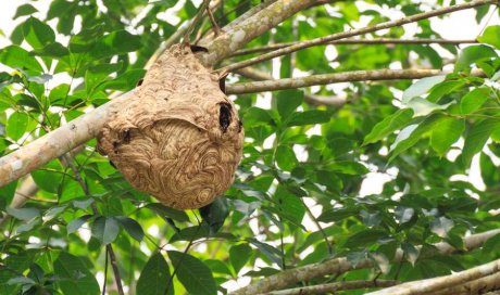Professionnel pour la destruction de nids de guêpes Nantes